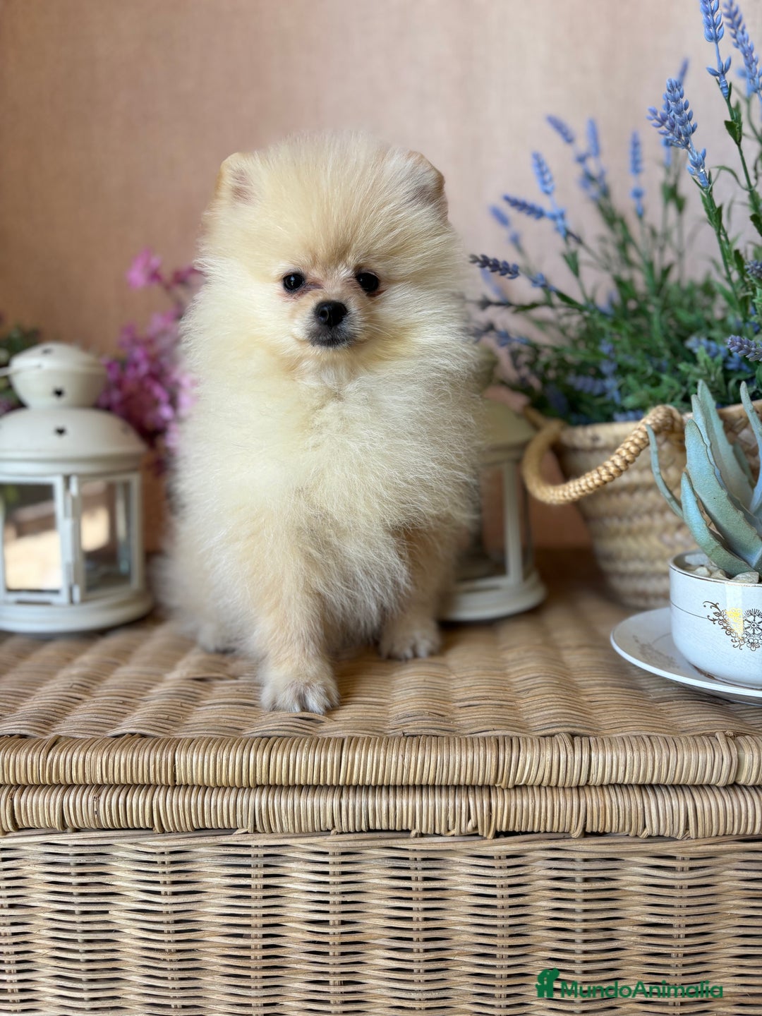 Pomerania perros en venta: Pomerania muy bonito listo para entregar!! - Imagen 4