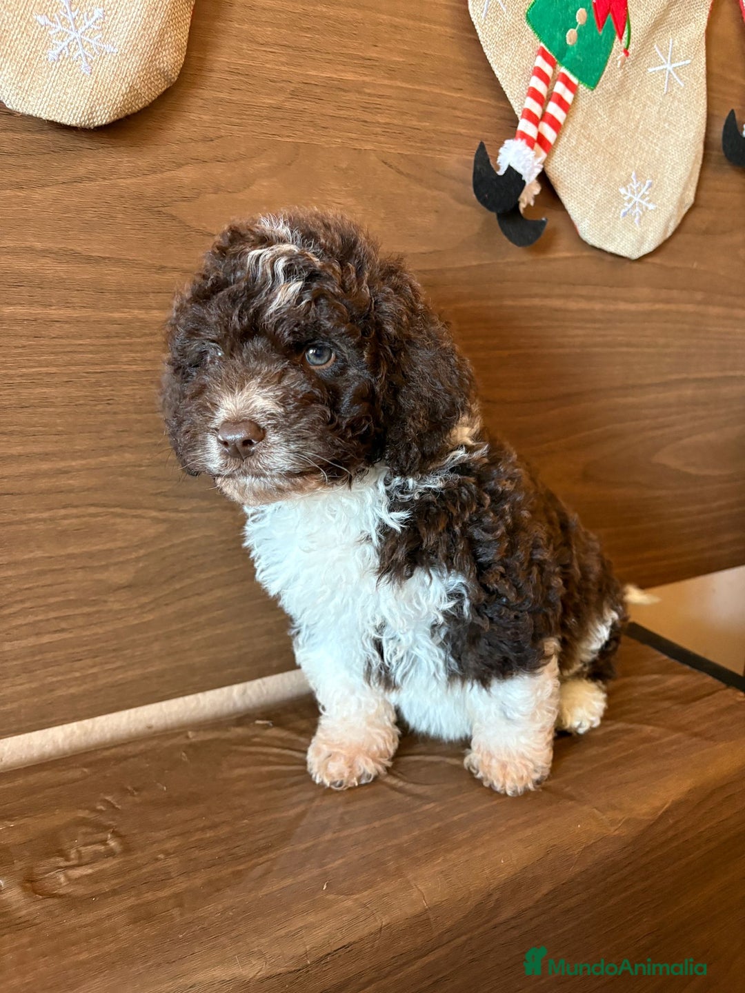 Perro de Agua Español perros en venta: Perro.de agua  - Anuncio 7