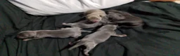 Raza Mixta perros en venta: Chipim azules y lilac - Anuncio 17