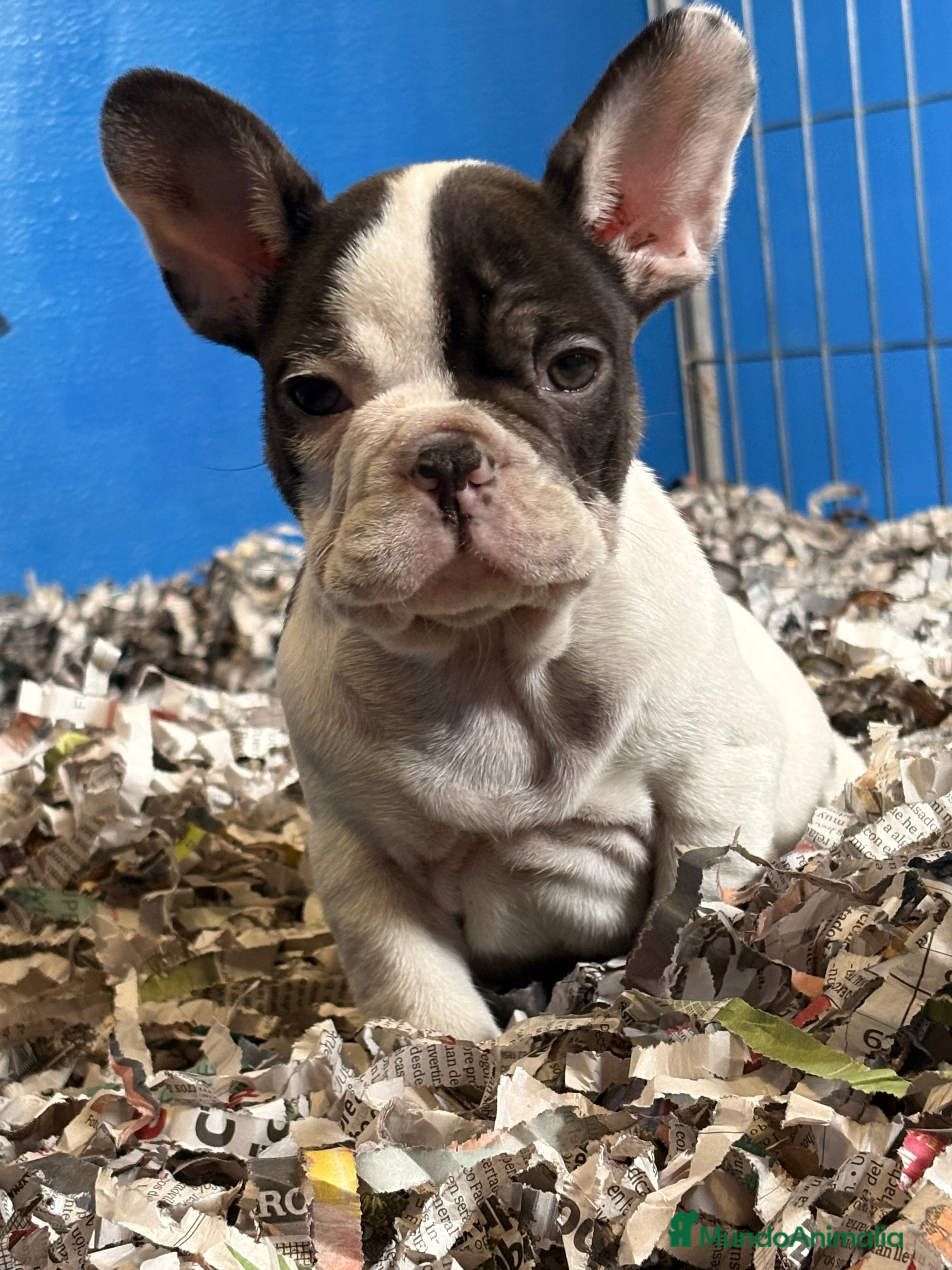 Bulldog Francés perros Bulldog francés  - Anuncio 1