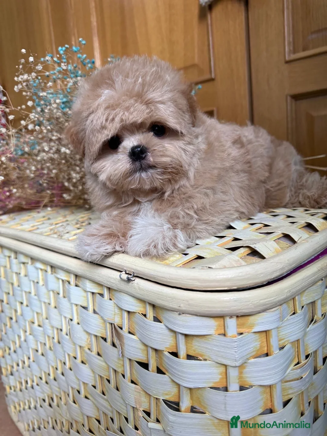 Maltipoo perros en venta: Maltipoo líneas asiáticas  - Anuncio 6