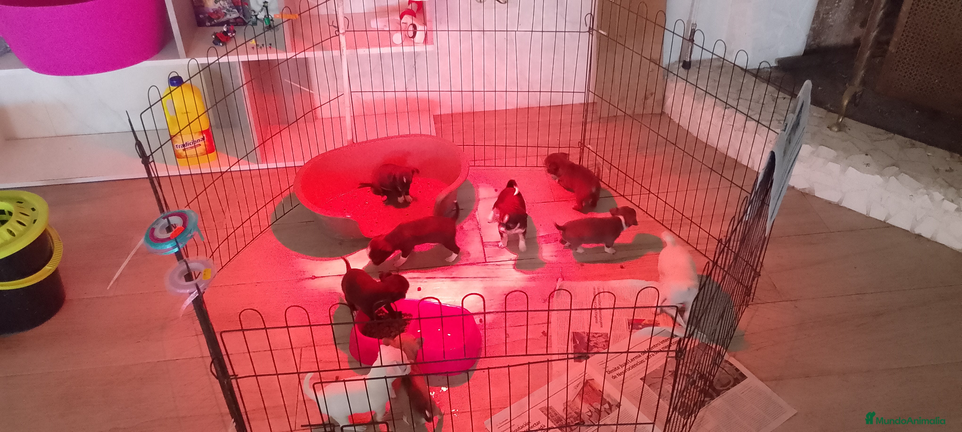 Chihuahua perros Última parejita chihuahua  - Anuncio 14