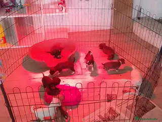 Chihuahua perros Última parejita chihuahua - Anuncio 28