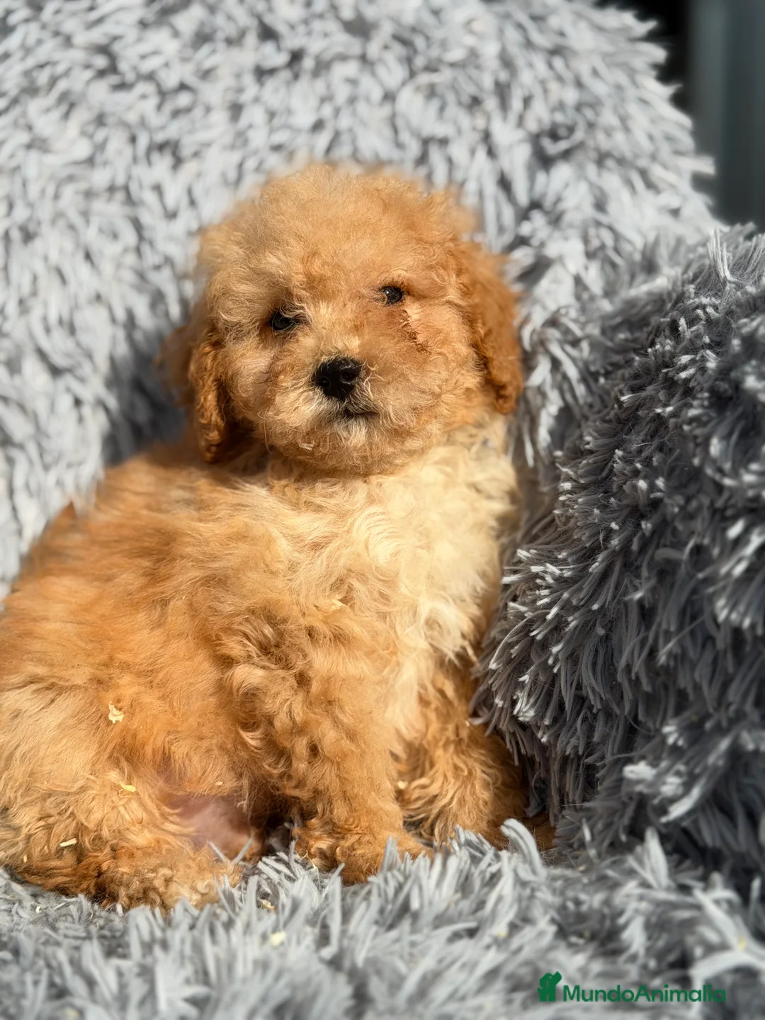 Maltipoo perros en venta: Maltipoo macho Toy  - Anuncio 2