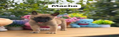 Pastor Belga Malinois 2