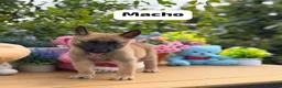 Pastor Belga Malinois perros en venta: Pastor belga malinois - Anuncio 3