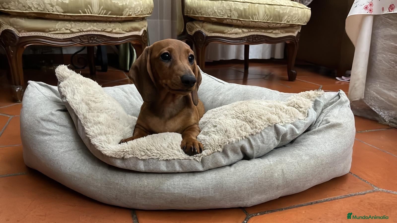 Teckel Miniatura perros Cachorro teckel kaninchen  - Anuncio 1