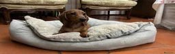 Teckel Miniatura perros en venta: Cachorro teckel kaninchen  - Anuncio 1