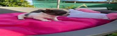 Chihuahua 1
