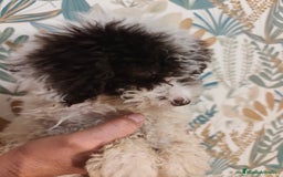 Perro de Agua Español perros en venta: Perra de aguas - Imagen 1