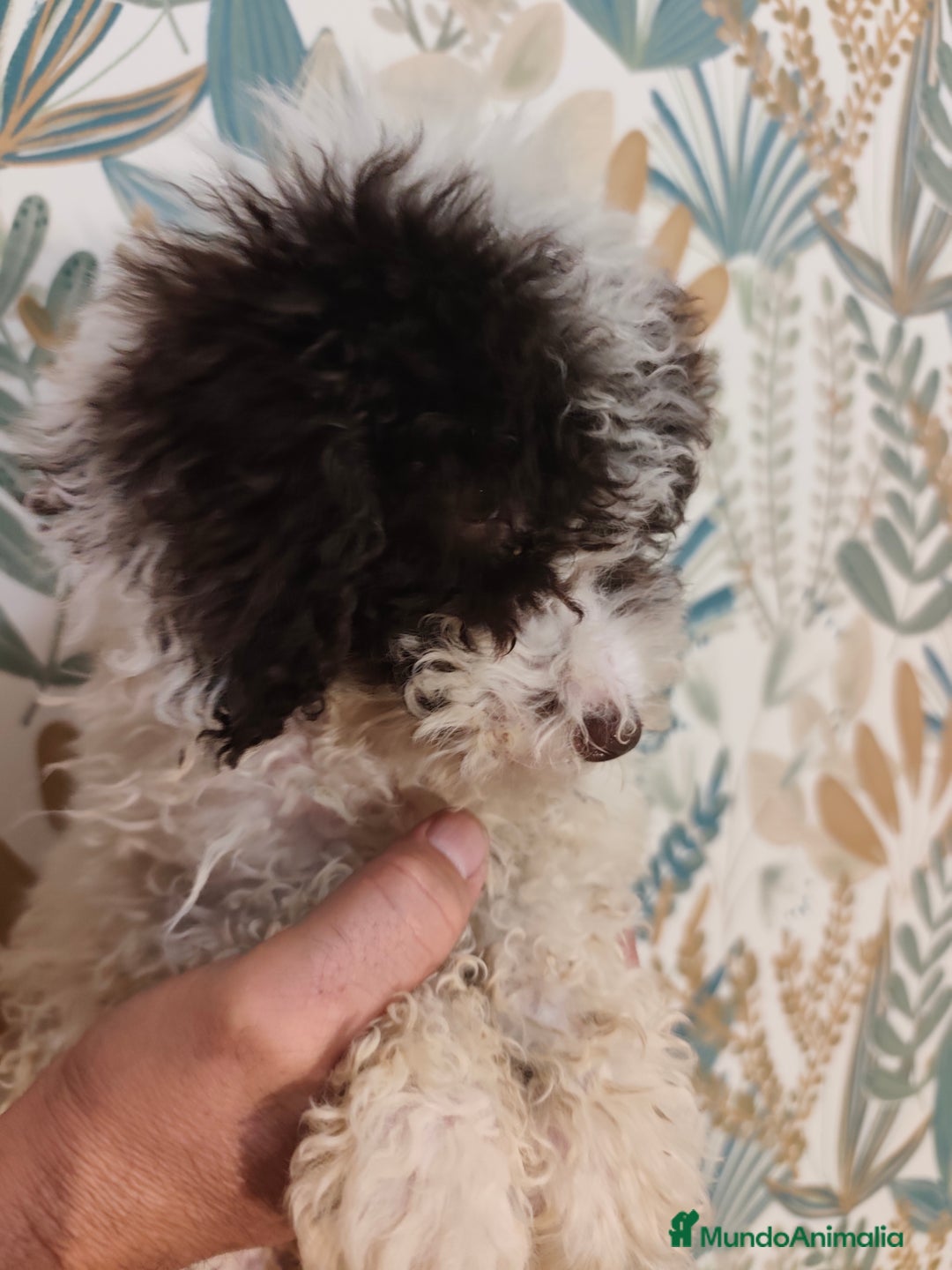 Perro de Agua Español perros en venta: Perra de aguas - Imagen 1