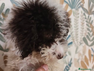 Perro de Agua Español perros - Anuncio 4