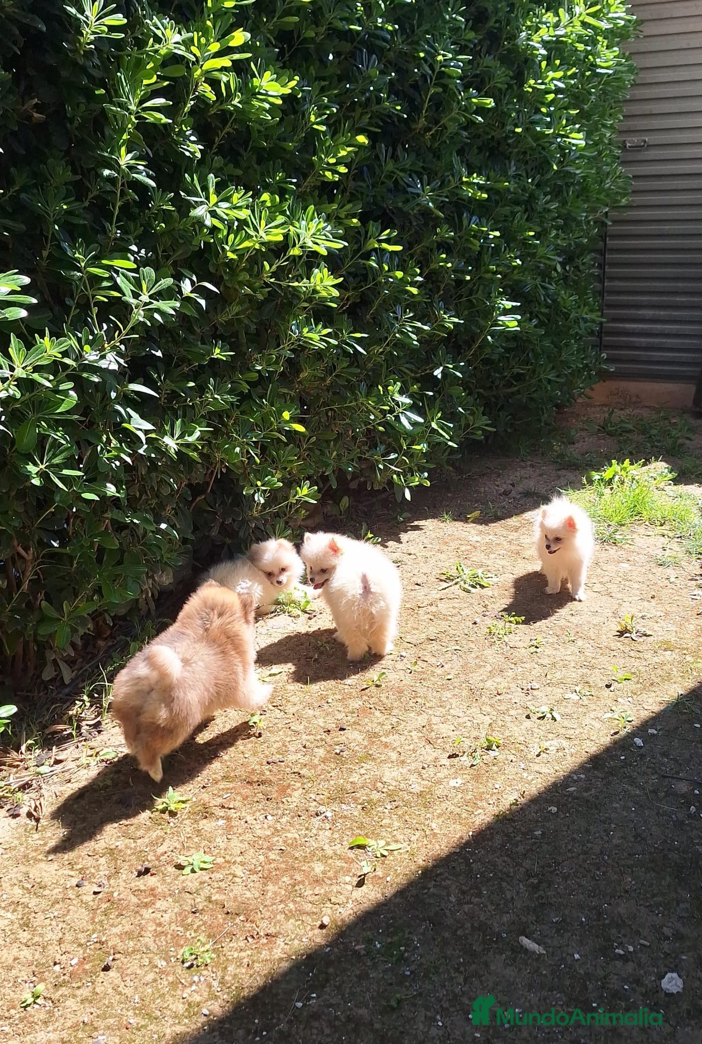 Pomerania perros Pomerania  - Anuncio 8