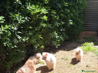 Pomerania perros Pomerania - Anuncio 8