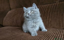 Británico de Pelo Corto Azul gatos en venta: Gatcot.com - Imagen 6