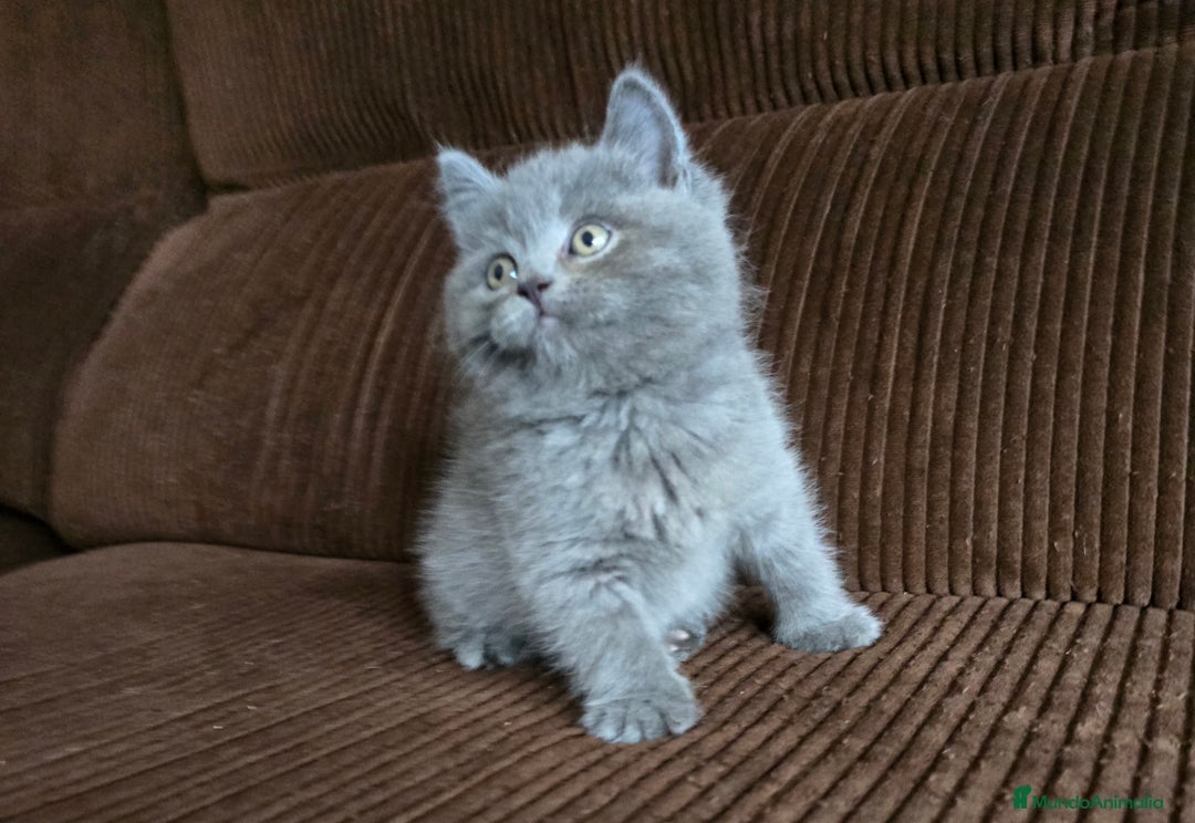 Británico de Pelo Corto Azul gatos en venta: Gatcot.com - Imagen 6