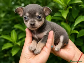 Pomchi perros super toy de ojos azules y verdes envío a Madrid - Anuncio 19