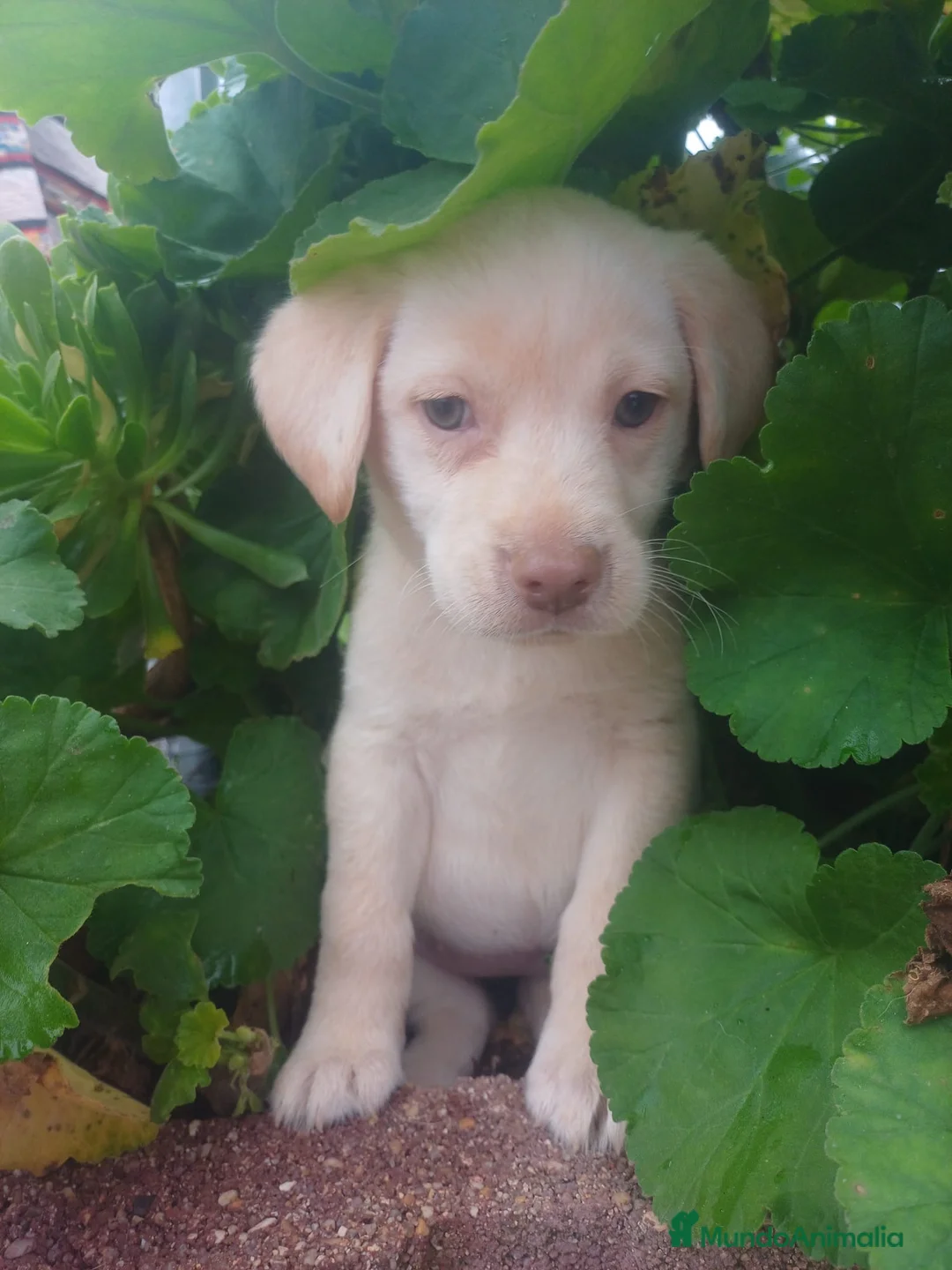 Labrador Retriever perros en venta: Última hembra disponible!! Labrador retriever  - Anuncio 4