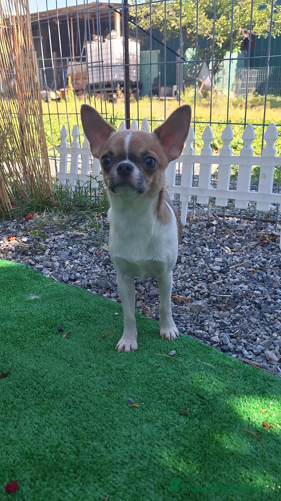 Chihuahua perros Macho chihuahua 5 meses. 2 kilos económico  - Anuncio 2