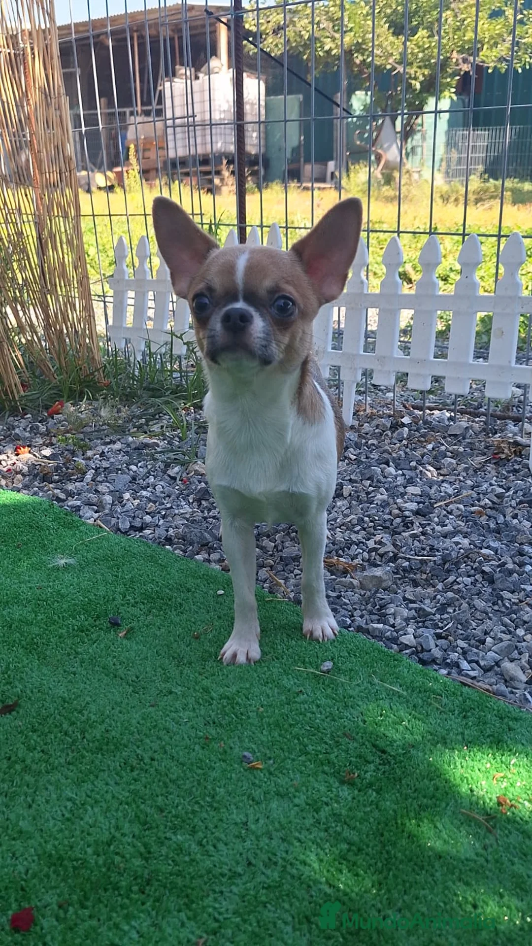 Chihuahua perros en venta: Macho chihuahua 5 meses. 2 kilos económico  - Anuncio 1