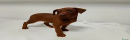 Pinscher Miniatura perros en venta: Pinscher rojos y negro fuego🐶🐾 - Anuncio 3