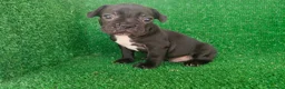 Bulldog Francés perros en venta: Bulldog francés  - Anuncio 28