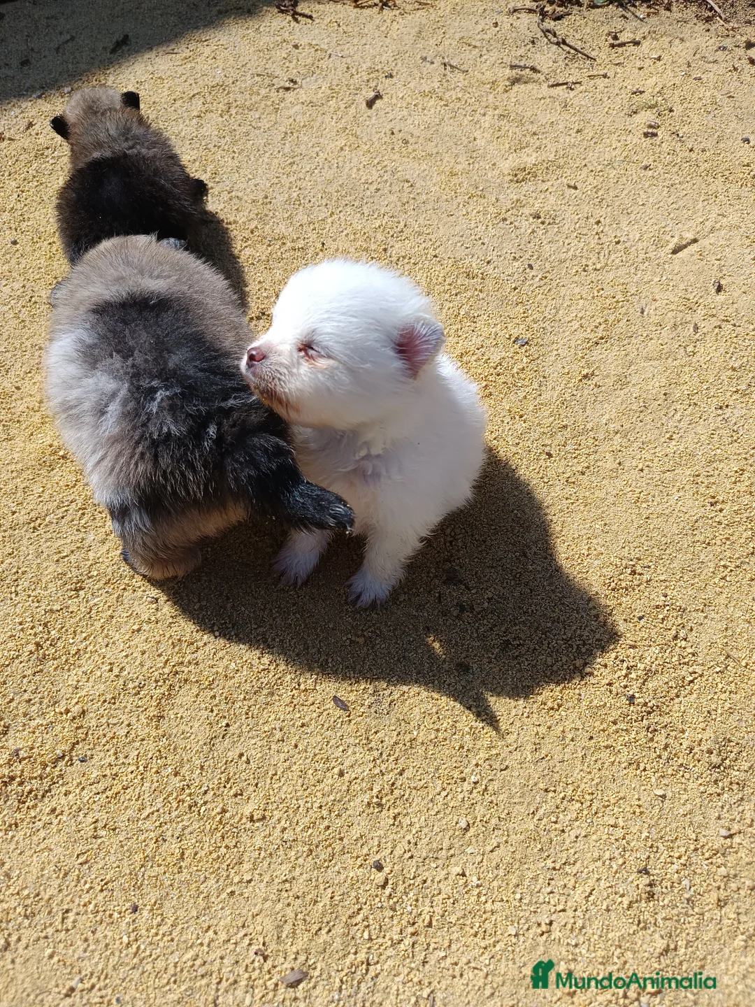 Pomerania perros en venta: Pomerania toy  - Anuncio 2