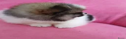 Pomerania perros en venta: Pomerania TOY Muñecas ♂️♀️ - Anuncio 19