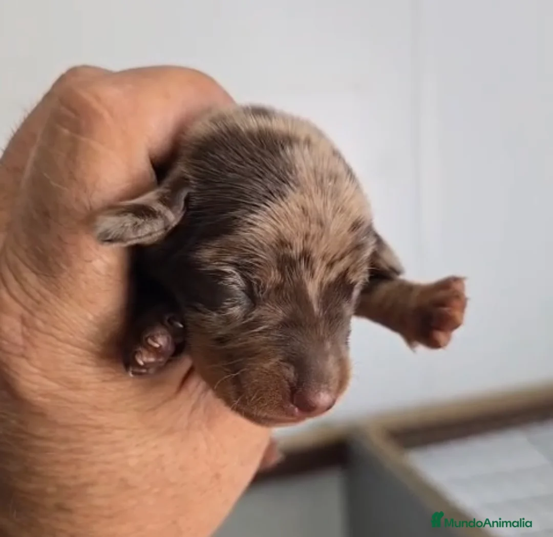 Teckel Miniatura perros en venta: Teckel miniatura arlequín chocolate🔥 - Anuncio 3