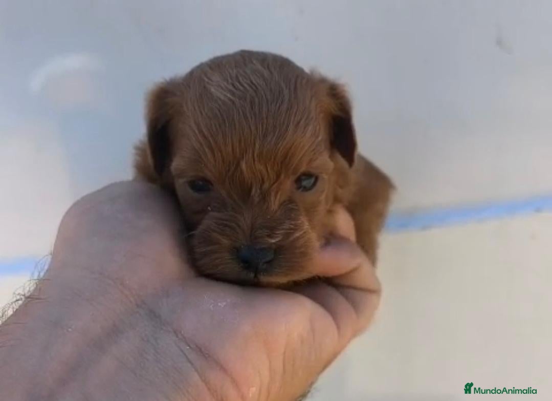 Maltipoo perros Hembras de maltipoo nacionales - Anuncio 1