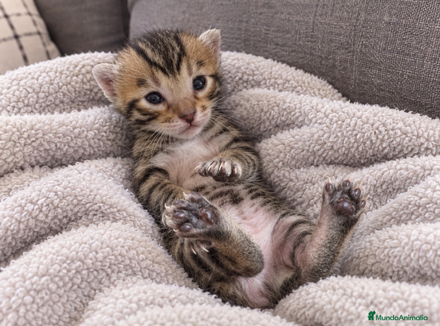 Bengalí gatos 🐆✨ GATITOS BENGALÍ EN VENTA ✨🐆 - Anuncio 1