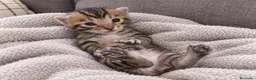Bengalí gatos en venta: 🐆✨ GATITOS BENGALÍ EN VENTA ✨🐆 - Anuncio 1