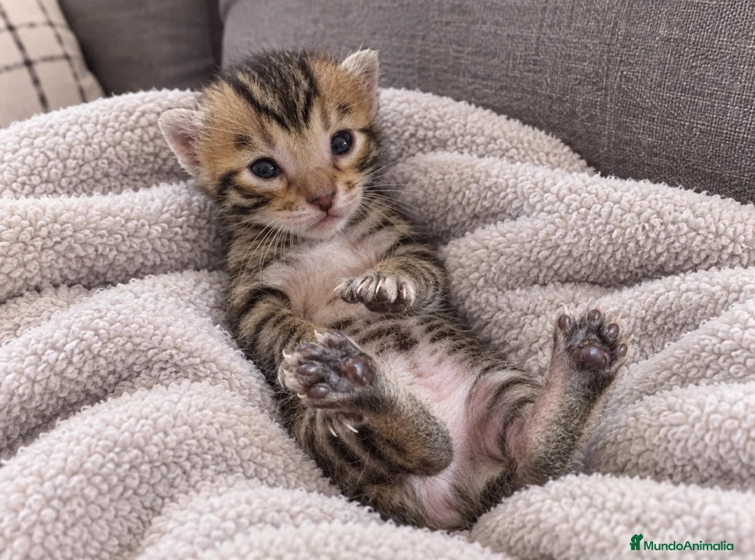 Bengalí gatos en venta: 🐆✨ GATITOS BENGALÍ EN VENTA ✨🐆 - Anuncio 1