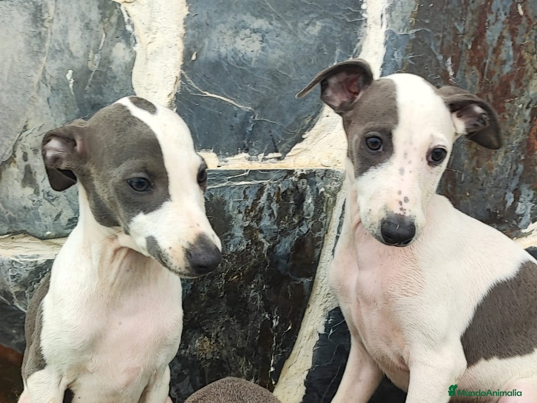 Whippet perros en venta: WHIPPET MACHOS Blanco y blue  - Anuncio 3