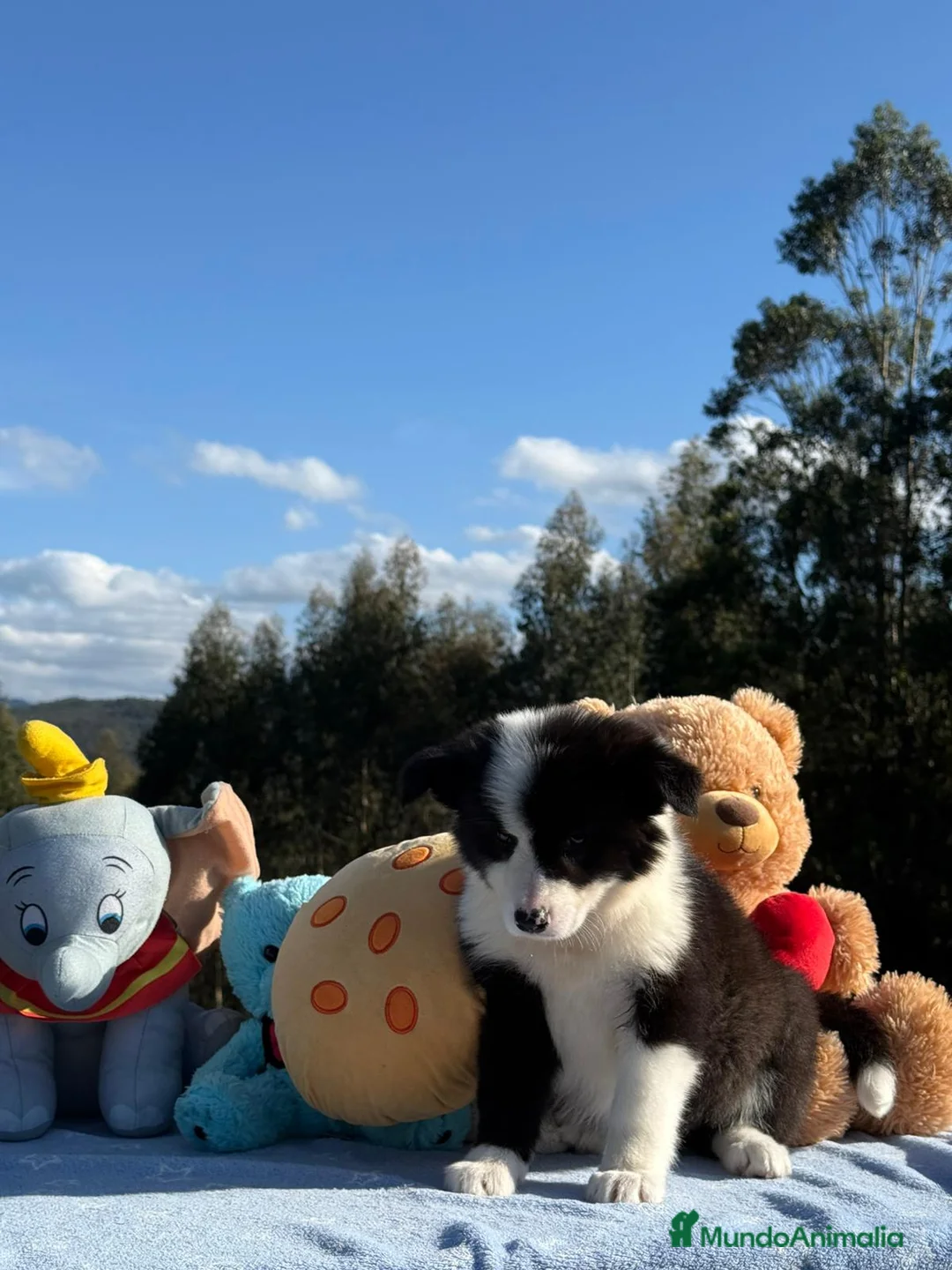 Border Collie perros en venta: Preciosa camada de border collie - Anuncio 1