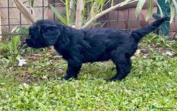 Goldendoodle perros en venta: Cachorros Goldendoodle hipoalergénicos - Imagen 14