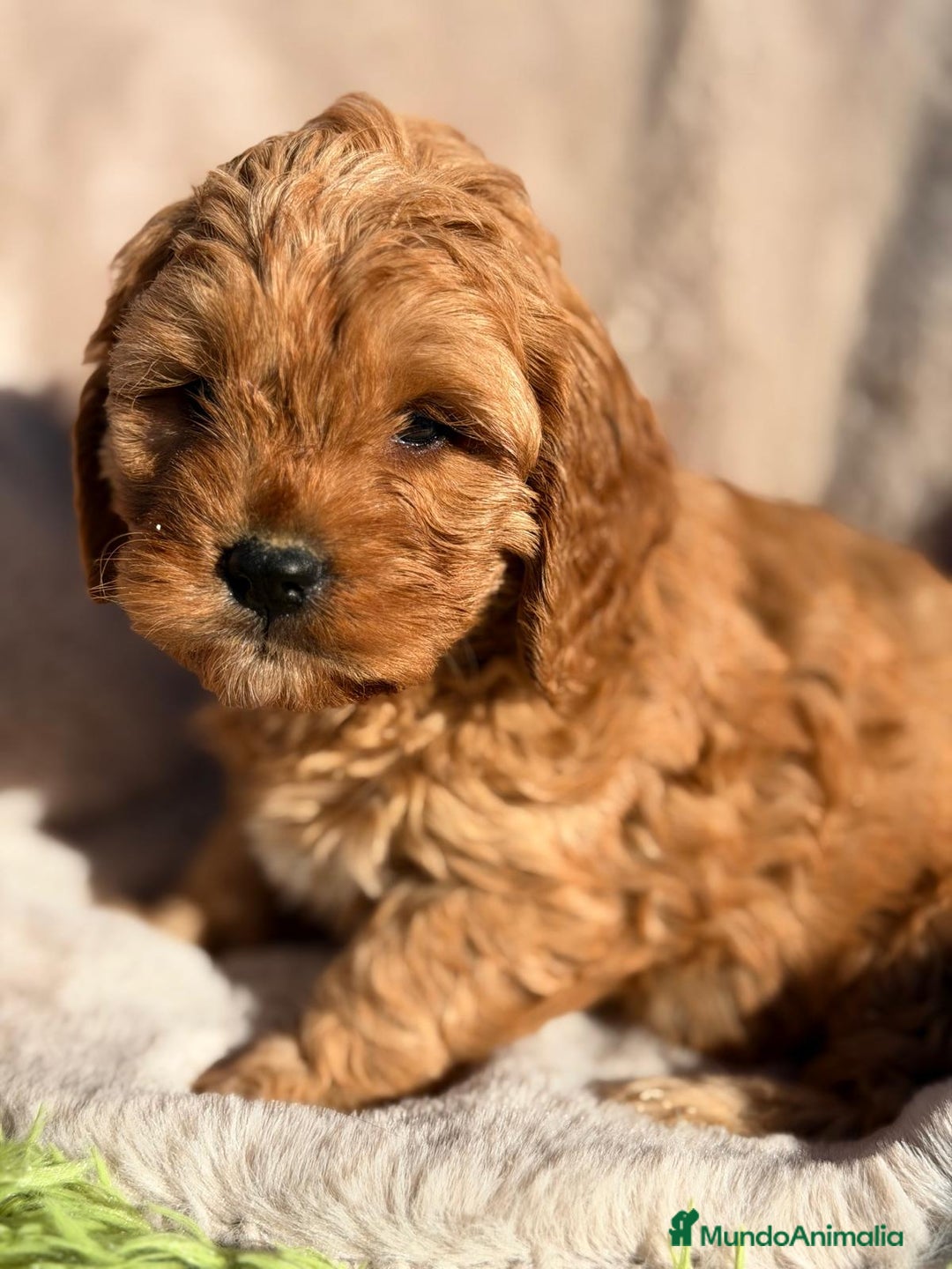Cavapoo perros en venta: CAVAPOO ROJO - Anuncio 2