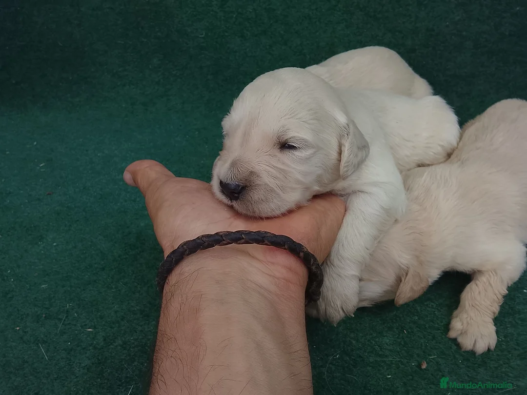 Golden Retriever perros en venta: Cacharros de golden retriever. - Anuncio 2