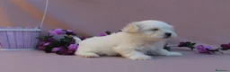 Bichón Maltés perros en venta: PRECIOSOS BICHON MALTES  LINEA TOY   - Anuncio 22