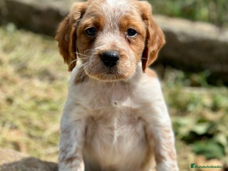 Épagneul Breton perros en Barcelona - Anuncio 5