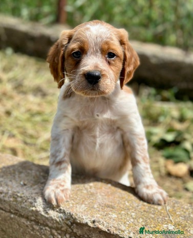Épagneul Breton perros en Barcelona - Anuncio 6