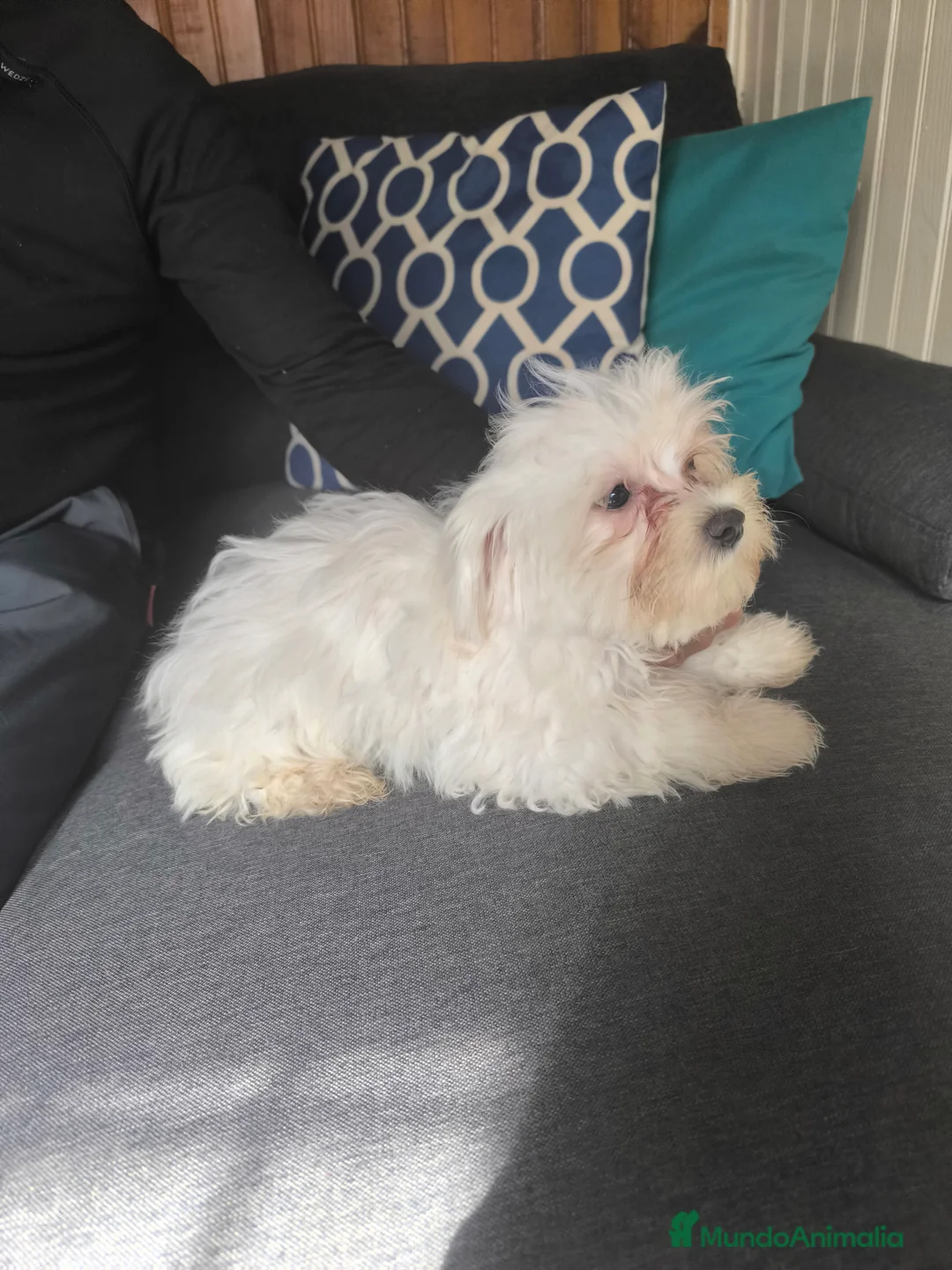 Bichón Maltés perros en venta: Bichón maltés en Curtis la coruña - Anuncio 2