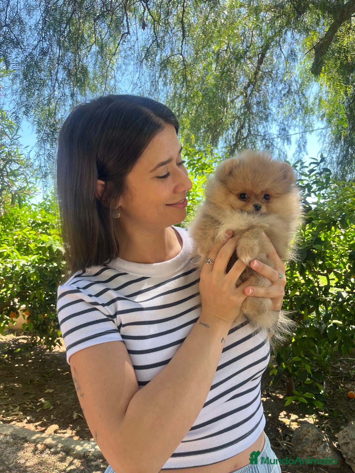 Pomerania perros Pomeranias toy descendientes de campeones - Anuncio 1