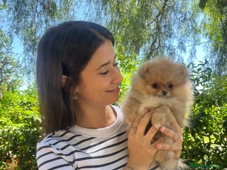 Pomerania perros Pomeranias toy descendientes de campeones - Anuncio 1