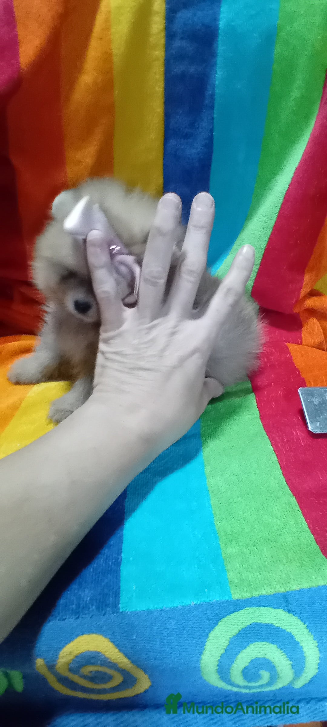 Pomerania perros en venta: Preciosos pomeranias americanos boo  - Imagen 3