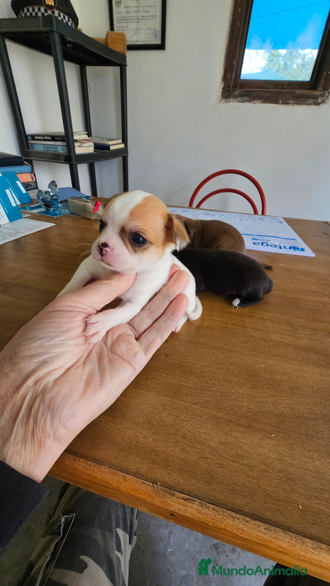 Chihuahua perros en venta: Espectaculares chihuahuas  - Anuncio 5