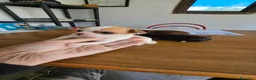 Chihuahua perros en venta: Espectaculares chihuahuas  - Anuncio 5