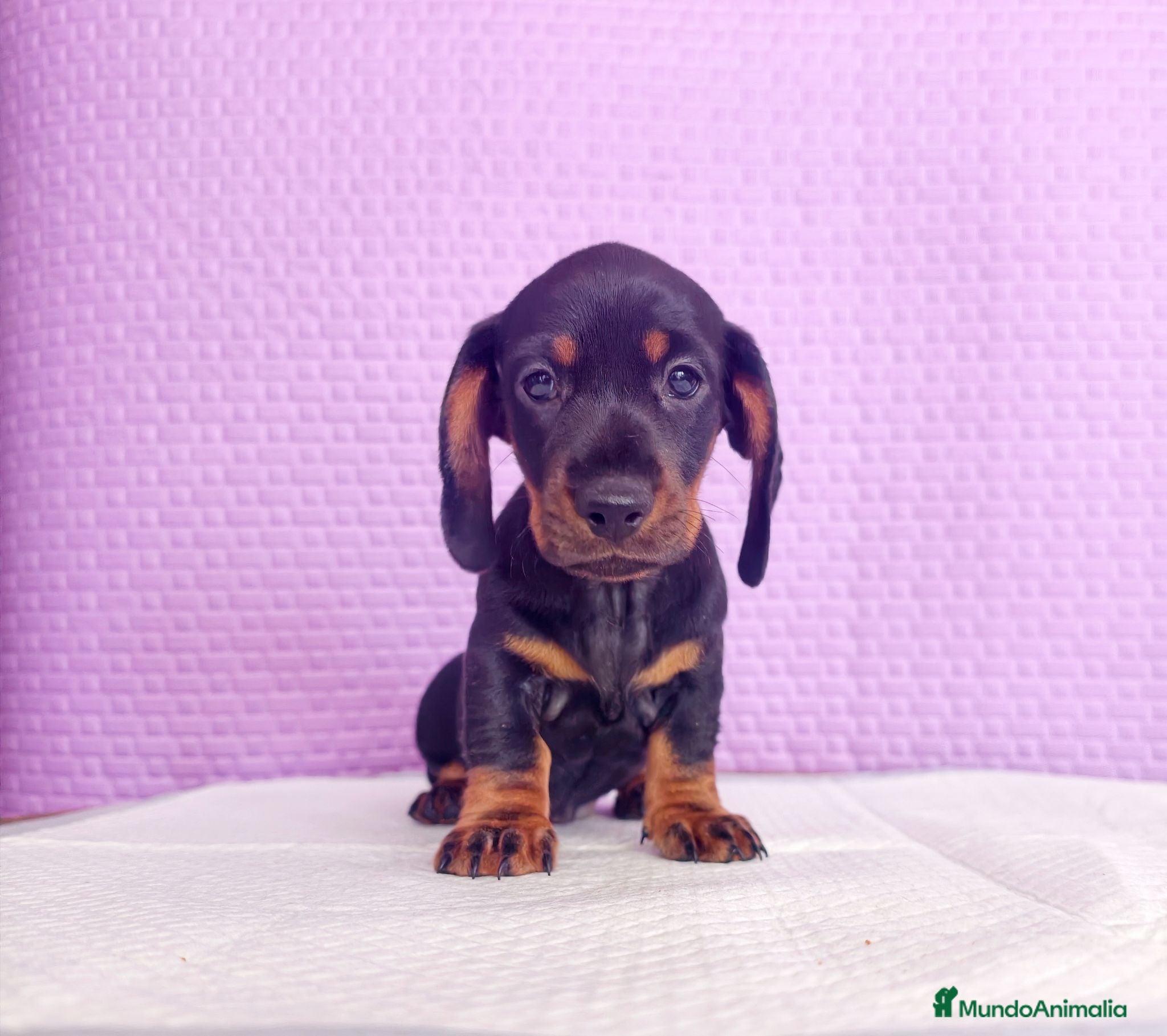 Teckel Miniatura perros Teckel mini  - Anuncio 1
