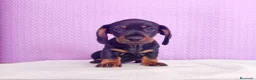 Teckel Miniatura perros en venta: Teckel mini  - Anuncio 1