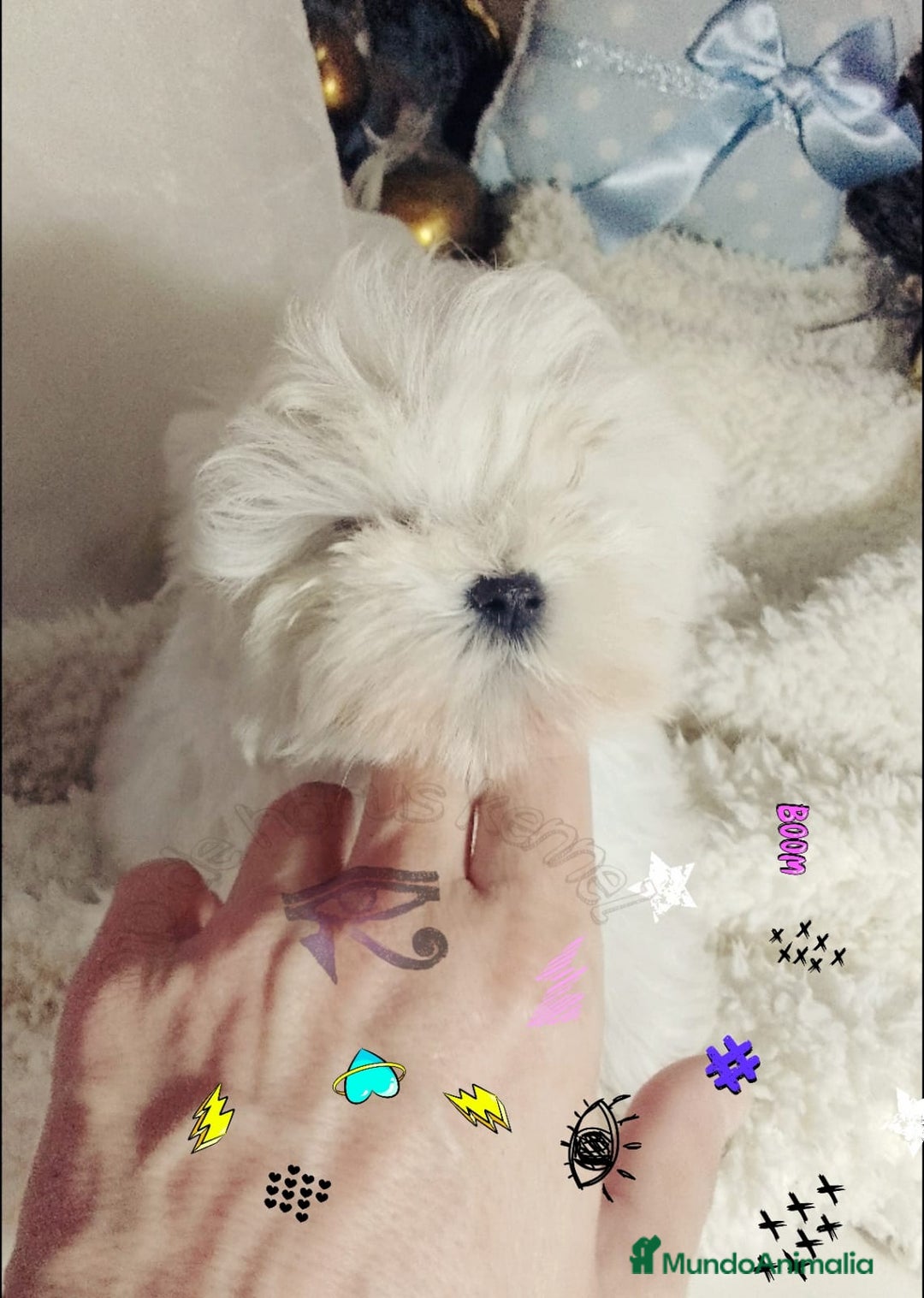 Bichón Maltés perros en venta: camada de bichón maltes toy coreano  - Imagen 1